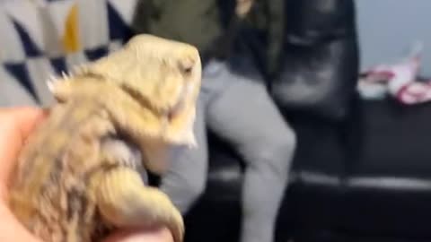 Guy Has a Very Strong Reaction to Pet Lizard