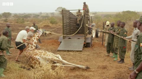 Wild Giraffe Relocated To New Home | Saving Giraffes part 3 | Africa's Gentle Giants | BBC Earth