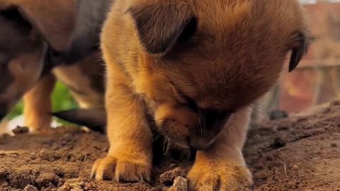 Brother Gou sees that his brother is sleepy and stays by his side cute pet Gouge