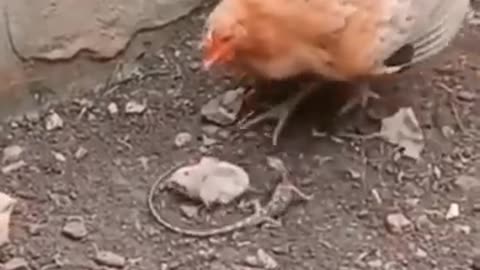 Hen and chicken video