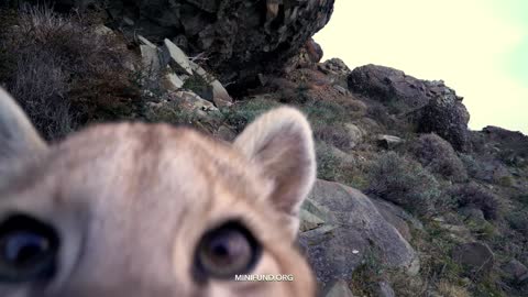 Curious puma cub.