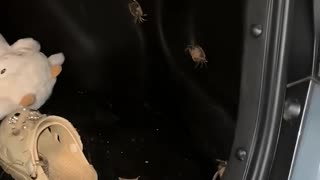 A Clawful Conundrum: Escaped Crabs Take Over Car Trunk