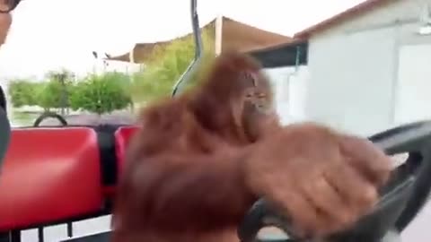 An orangutan driving a golf cart