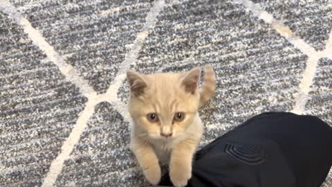 Kittens Demand Attention From Human