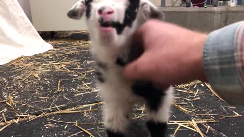 Baby goat making the cutest noise