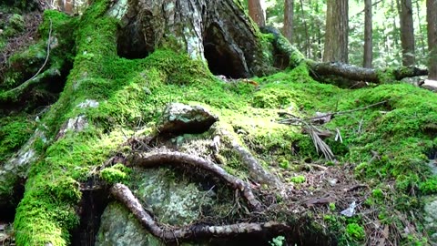 Tree Face