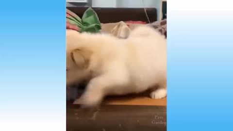 Top Funny Cats and Dog Videos