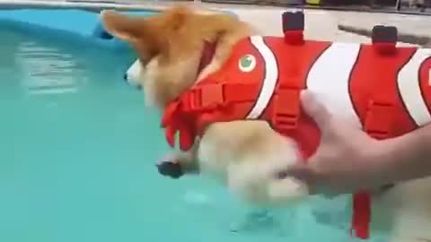 Cute dog funny swimming 😂😂