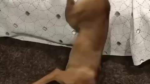Dramatic response from dog