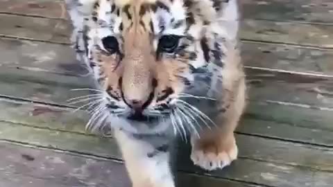 I am a tiger hear me roar 😍😊