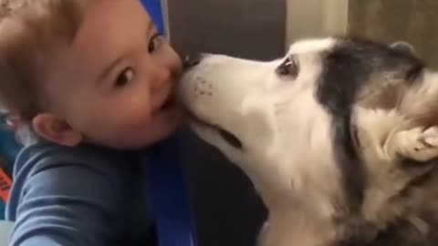 Dog & Baby Becoming Best Friends! #short