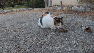 Two calico cats meowing and trilling for affection are more cute then each other