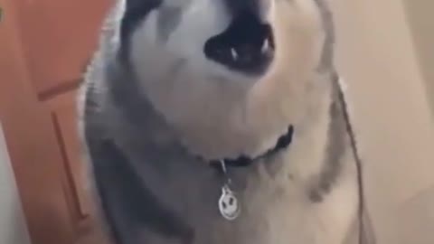 Viral Dog Singing Complaining #shorts