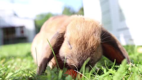 cute bunny