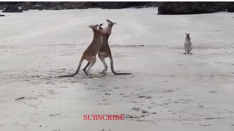 Kangaroo Fight | Funny video