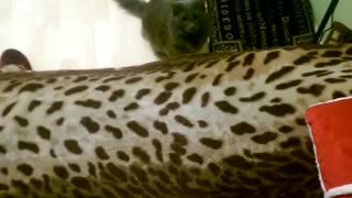 Playful cat attacks owner