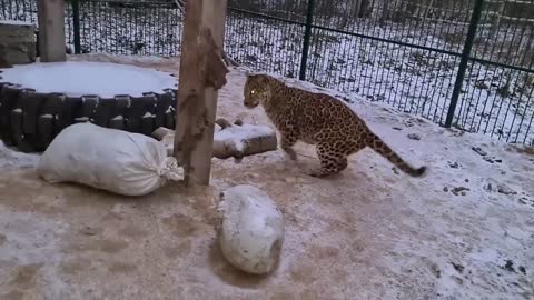 леопард Бетти привыкает жить на трех лапах...