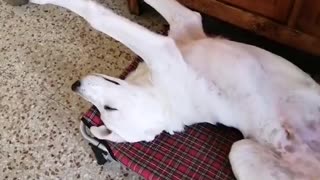 Puppy Has Derpy Sleeping Position
