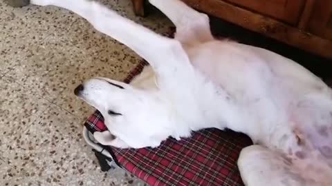 Puppy Has Derpy Sleeping Position