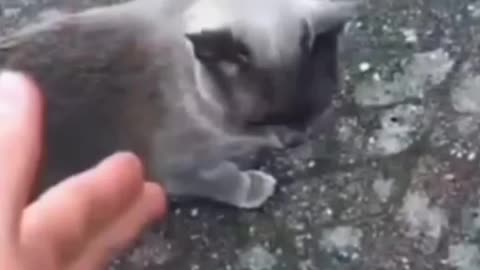 funny animal playing dead after finger shot 😂