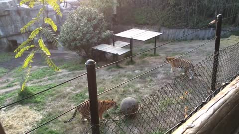 Sporty Tigers playing ball at Oakland Zoo