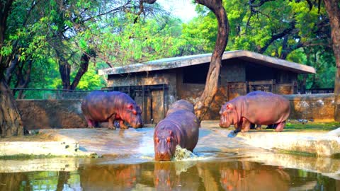 hippos swimming in the lake