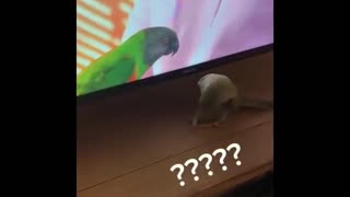 parrot mind