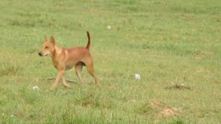 The Adorable Village Dog in the Countryside