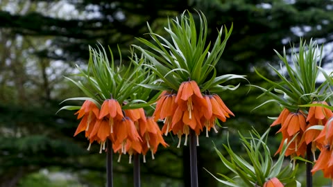 Orange crown flower
