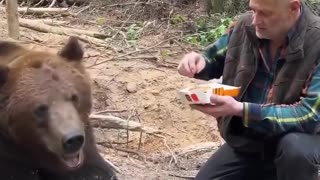 Even a bear refuses to eat fast food