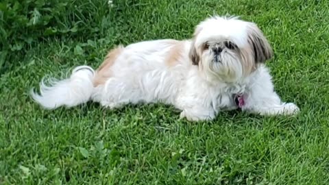 Backyard Fun And Sun (Featuring Rosie The Shihtzu)