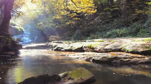 Enchanting Autumn Forests with Beautiful Piano Music