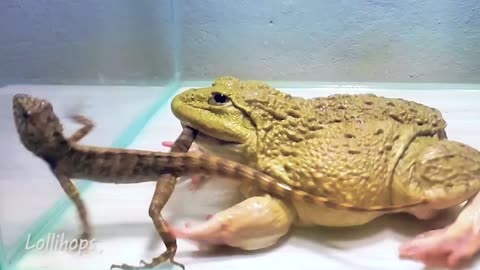 Giant Asian Bullfrogs hunting giant Lizard and Scorpion