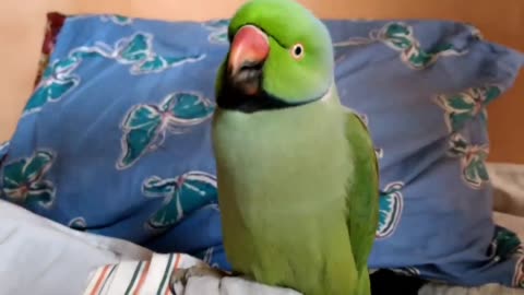 Cute Indian Ringneck parrot sweet voice.