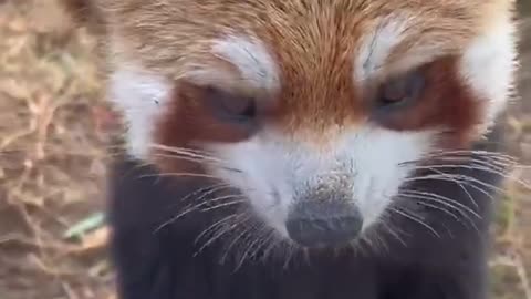 Raccoons eating grapes is so cute