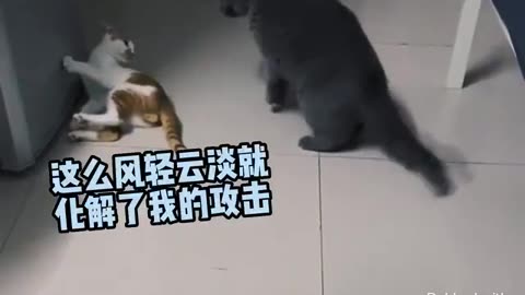 Animal World Funny English Voiceover Is this the legendary three-legged cat kung fu in action
