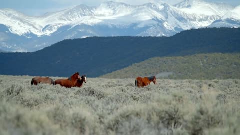 Wild Horse in Mountains, Slow Motion Cinematic Landscape