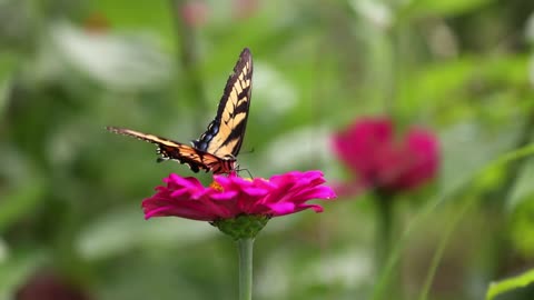 Butterfly in ziniya reddish orange 4k | shot on canon R5