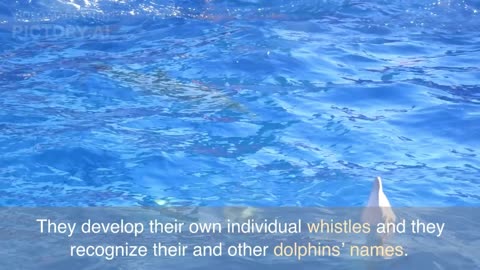 Fun facts about Dolphins part-1
