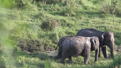 A family of elephant roaming at a grassland