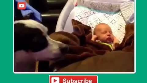 When Dogs Protecting Babies. Adorable Dogs Protecting Babies