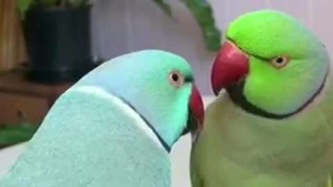 Amazing parrot video _ Amazing birds parrot funny compilation _Shorts(