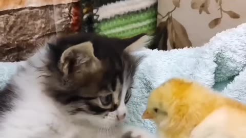 Cat and ducktale love