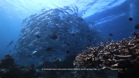 The Tubbataha Natural Park | Coral Reefs | Philippine Coral 🇵🇭