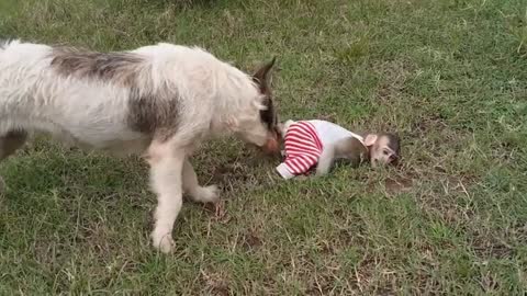 Baby monkeys BATTLE with VICIOUS DOGS!!!!!