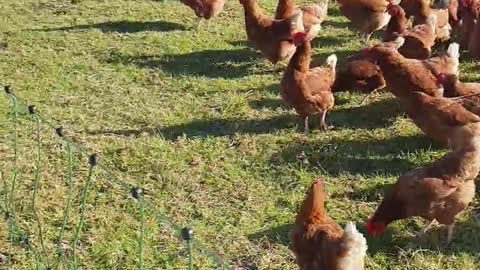 Chickens Rounded up in One Easy Step