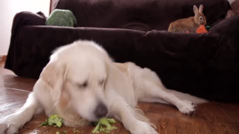 Dog and Rabbit Eat Vegetables Together [Cuteness Overload]