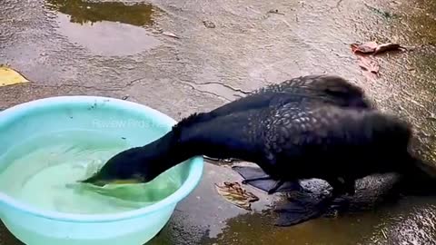 Long Neck Sea Bird Eating Live Fishes