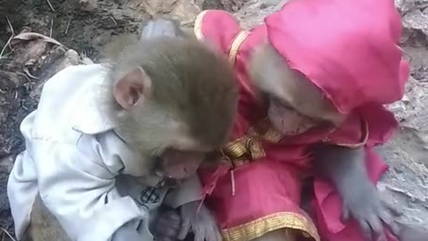 Monkeys are serving each other