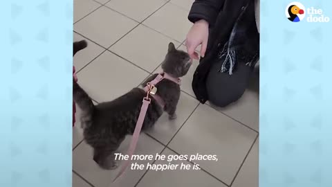 Clingy Cat Goes Everywhere With Mom